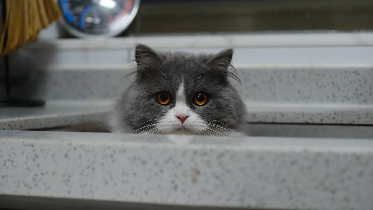 IMAGE 2024-05-20 16:25:05.jpg